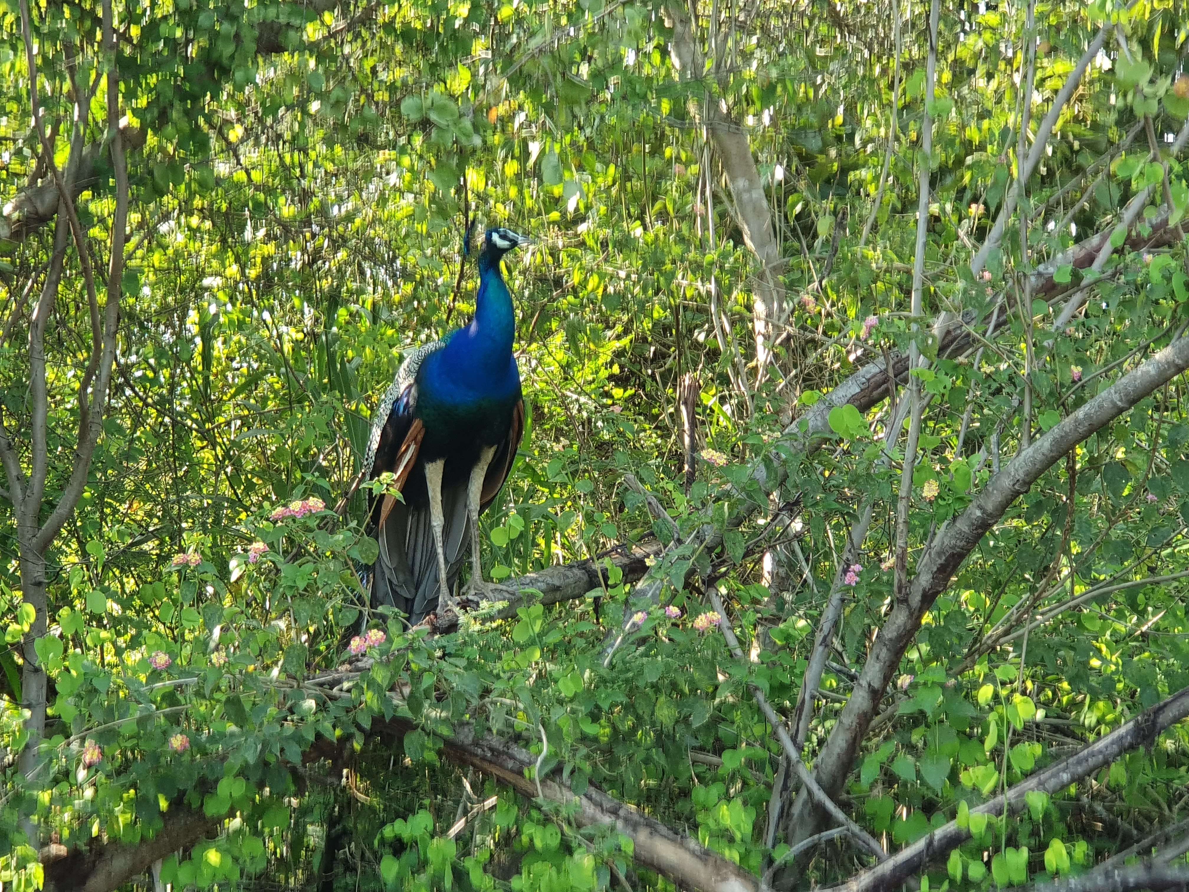 peacock