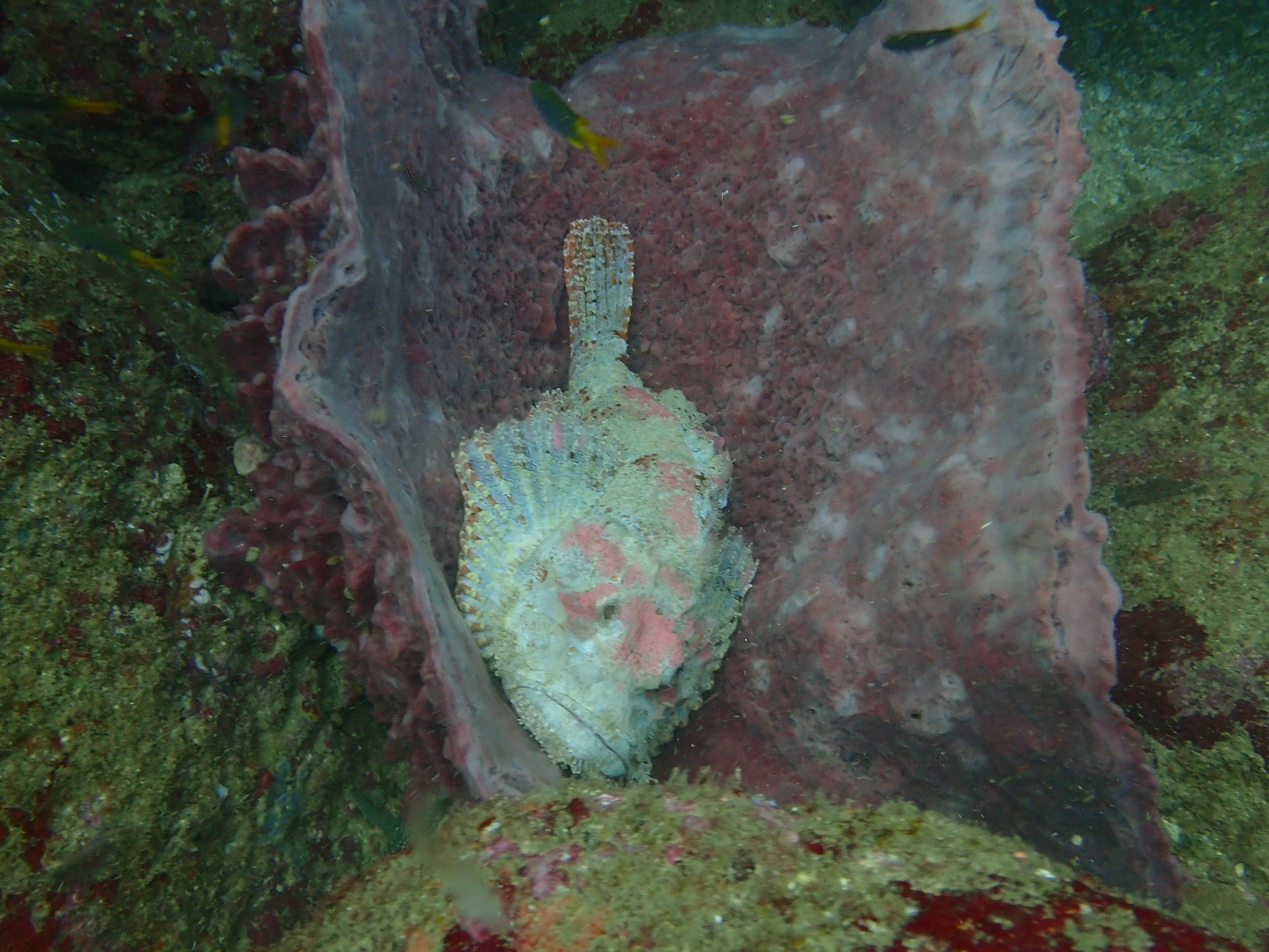 Scuba diving Scorpionfish