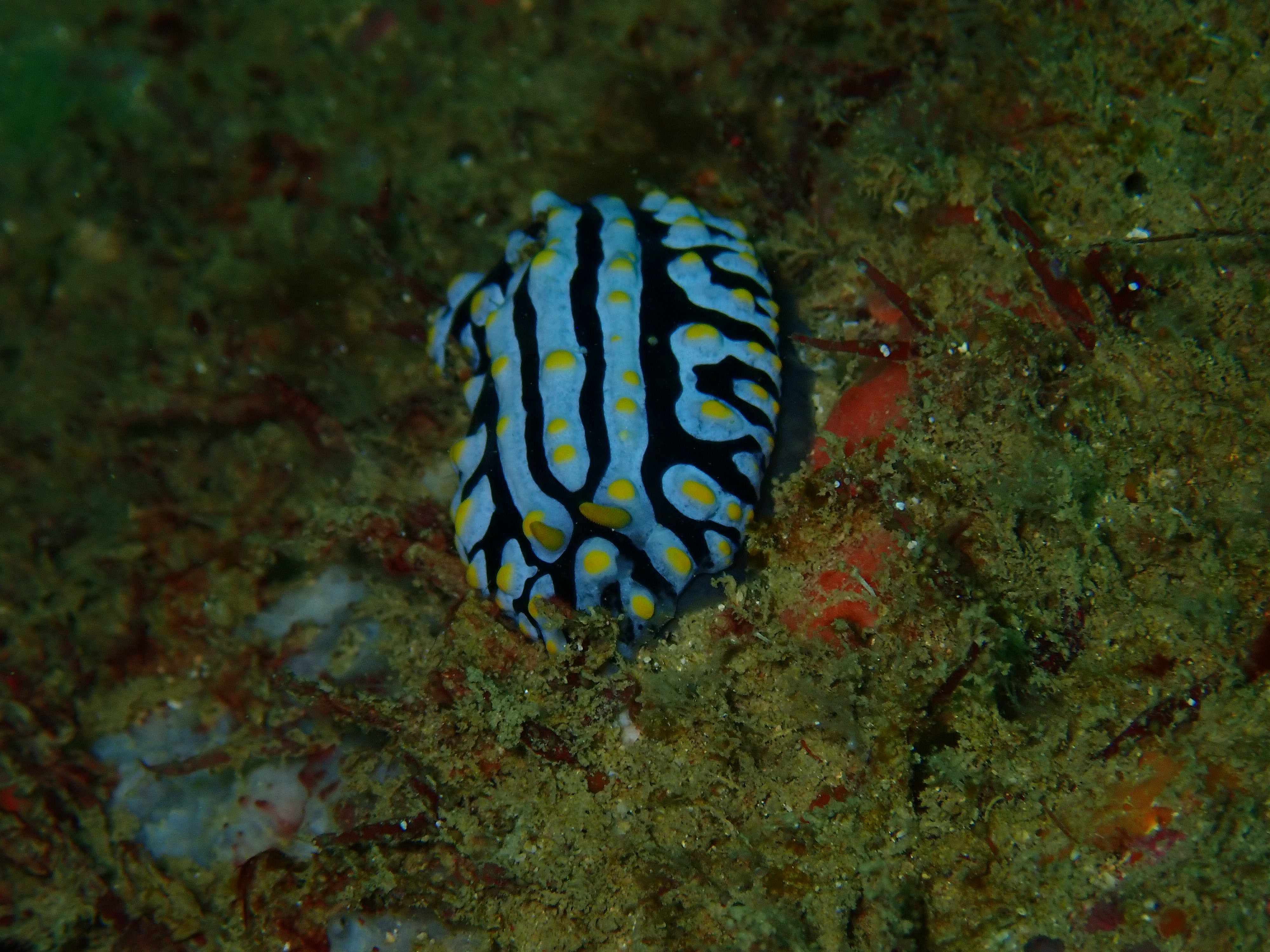 Scuba diving Nudibranch